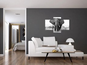Obraz - Slon africký II. (90x60 cm)