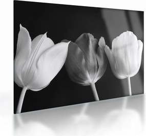 Sklenený obraz - Čiernobiele kvety tulipánov (70x50 cm)