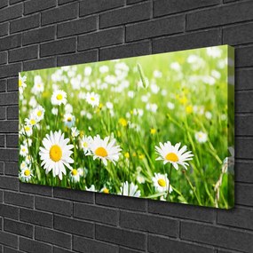 Obraz na plátne Sedmokráska kvet rastlina 120x60 cm