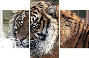 Obraz tigra (90x60 cm)