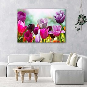 Gario Obraz na plátne Farebné tulipány na lúke Rozmery: 60 x 40 cm