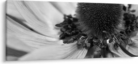 Obraz - Kvetina v čiernobielej (120x50 cm)