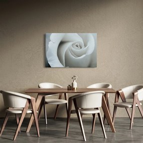 Obraz - Biela ruža (90x60 cm)