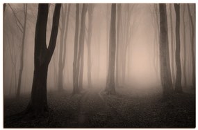 Obraz na plátne - Hmla v lese 1182FA (60x40 cm)
