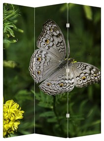 Paraván - Biely motýľ (126x170 cm)