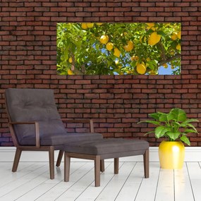 Obraz - Citrónovník (120x50 cm)