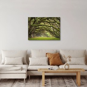 Obraz - Oaks Avenue, Charleston, Južná Karolína, USA (70x50 cm)
