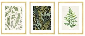 Obrazy v súprave 3 ks 30x40 cm Fern – knor