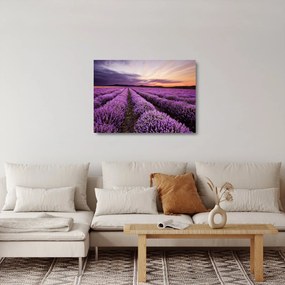 Sklenený obraz - Levanduľové pole pri západe slnka (70x50 cm)