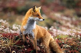 Umelecká fotografie Fox in a autumn mountain, keiichihiki, (40 x 26.7 cm)