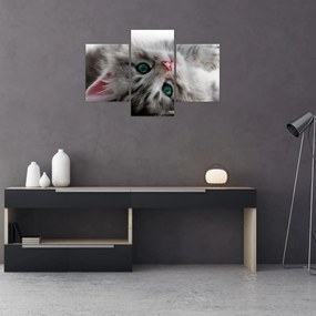 Obraz - Mačka so zelenými očami (90x60 cm)