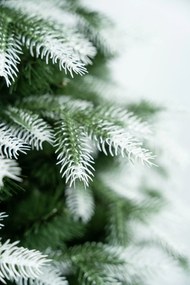 Limpol Vianočný stromček Kanadská biela borovica Výška stromčeka: 210 cm