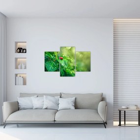 Obraz - Lienka (90x60 cm)