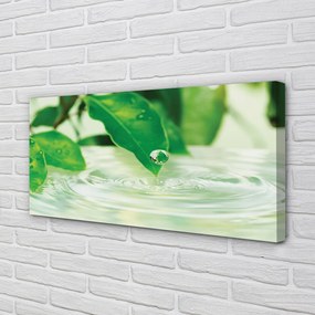 Obraz canvas Kvapky vody lístia 100x50 cm