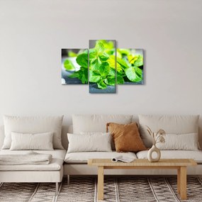 Obraz mäty (90x60 cm)