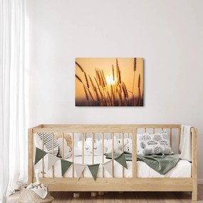 Obraz - Traviny na slnku (70x50 cm)