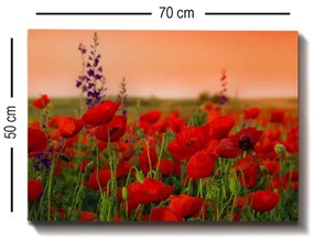 Obraz na plátne Poppy field 50x70 cm