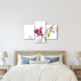 Obraz kvetu orchidey (90x60 cm)