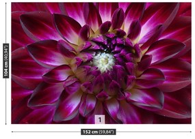 Fototapeta Vliesová Aster fialový 104x70 cm