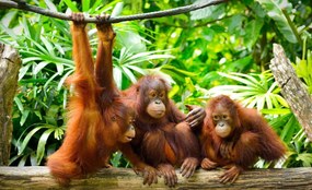 Fototapeta - Orangutan v džungli (254x184 cm)