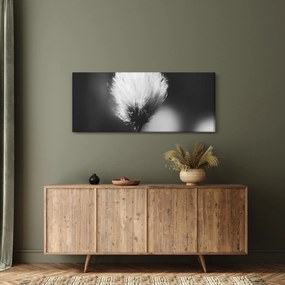 Obraz - Čiernobiely cottongrass (120x50 cm)