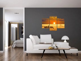 Obraz - Zebry so západom slnka (90x60 cm)