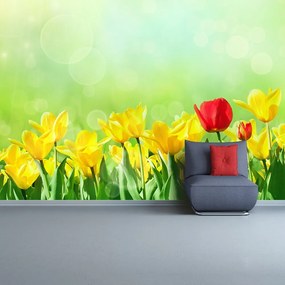 Fototapeta Vliesová Žlté tulipány 416x254 cm