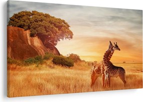 Obraz - Žirafy v Afrike (90x60 cm)