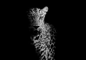 Fototapeta - Portrét leoparda (147x102 cm)