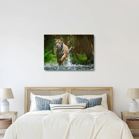 Obraz bežiaceho tigra (70x50 cm)