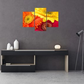 Obraz - Kvety Gerbery (90x60 cm)