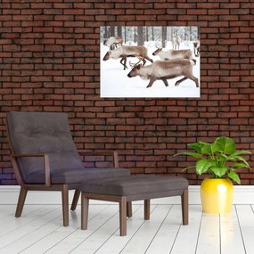 Obraz - Soby (70x50 cm)