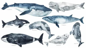 Gario Detská nálepka na stenu Ocean world - veľryby, kosatka a bieluhy