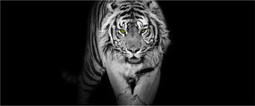 Obraz - Tiger so žltými očami (120x50 cm)