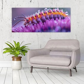 Obraz - Húsenica (120x50 cm)