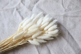 COOEE Design Dekoratívne sušené kvety Lagurus White 200 g