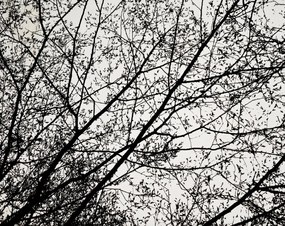 Biely koberec s potlačou koruny stromu 140 x 200 cm