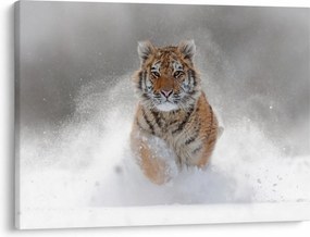 Obraz bežiaceho tigra v snehu (70x50 cm)