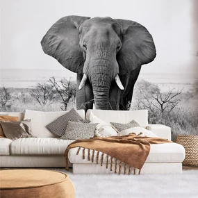 Fototapeta - Slon africký (147x102 cm)
