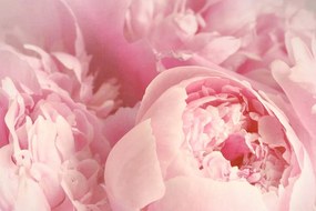 Obraz lupienky kvetu Varianta: 120x80