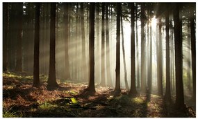 Artgeist Fototapeta - Coniferous forest Veľkosť: 441x270, Verzia: Samolepiaca