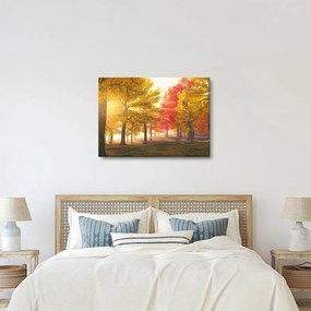 Obraz jesenných stromov (70x50 cm)