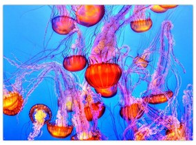 Obraz medúz v mori (70x50 cm)