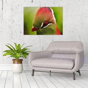 Sklenený obraz farebného vtáka (70x50 cm)