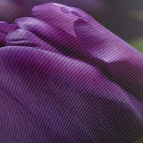 Obraz kvetov tulipánov (90x60 cm)