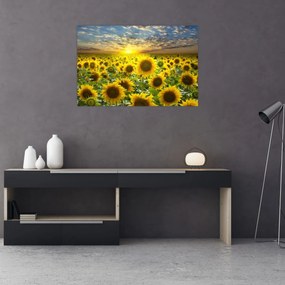 Obraz - Slnečnica pri západe slnka (90x60 cm)