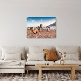 Sklenený obraz tiav (70x50 cm)