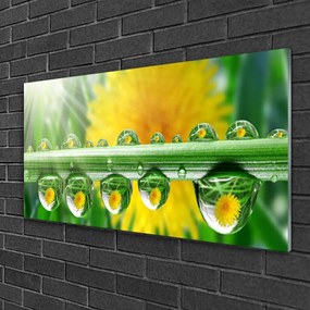 Skleneny obraz Stonka kvapky rosa rastlina 100x50 cm