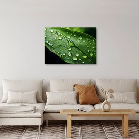 Obraz - List po daždi (70x50 cm)