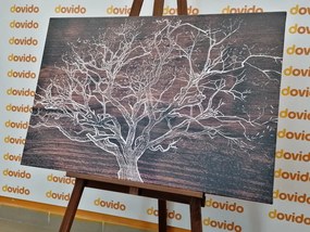 Obraz koruna stromu na drevenom podklade